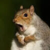 zeecretsquirrel